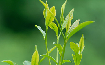 茶葉追溯係統的流程介紹